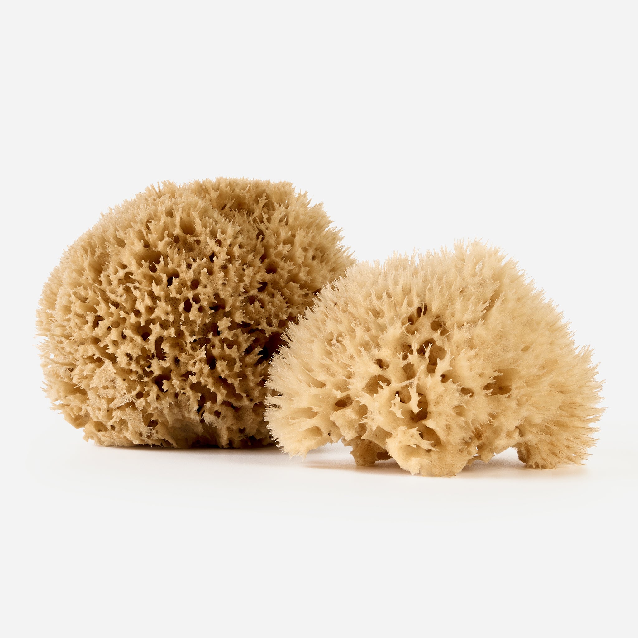 Close-up of two stacked Mediterranean sea sponges, highlighting their natural shape and luxurious, breathable structure.