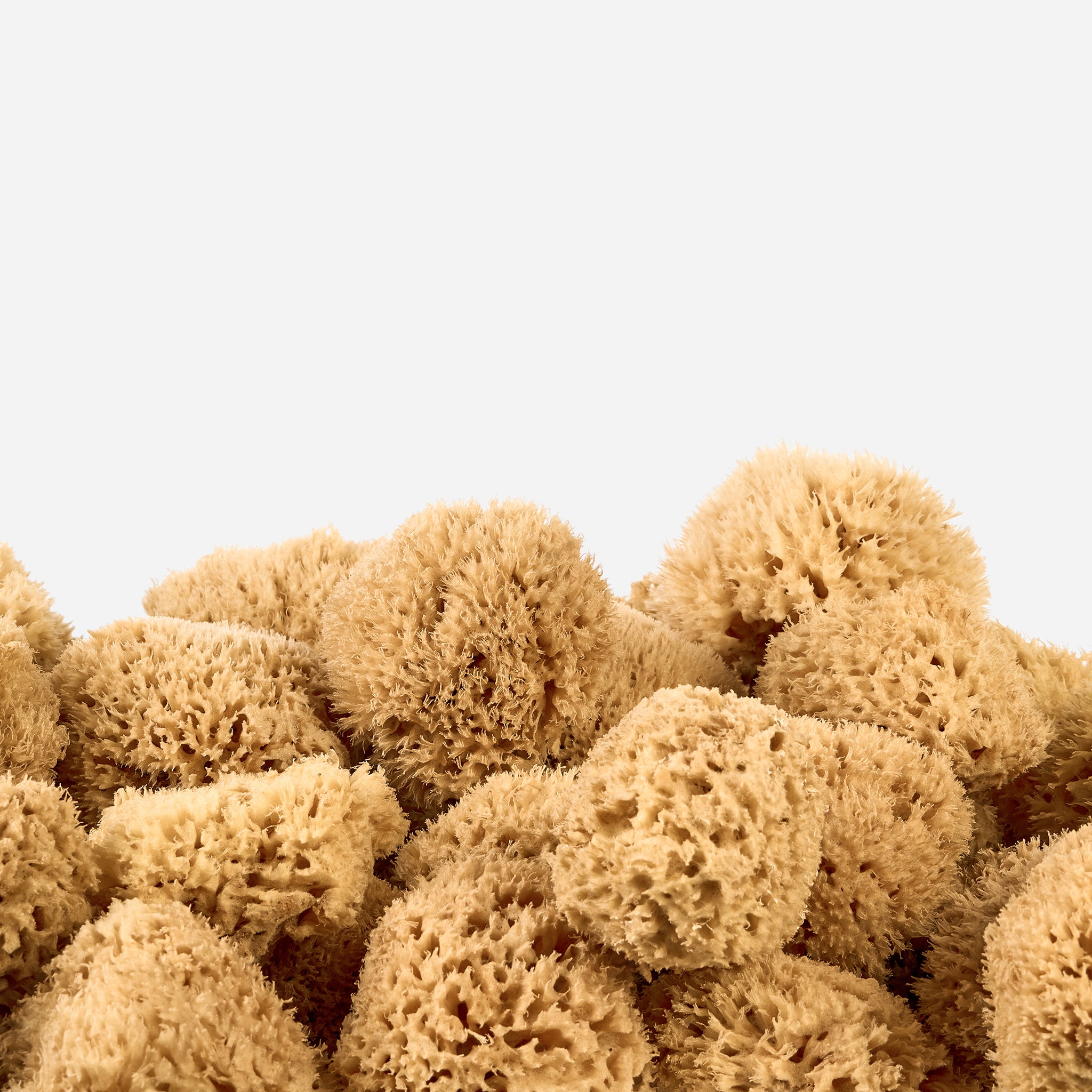 Natural honeycomb sea sponges stacked together, showcasing their soft, porous texture and golden colour.