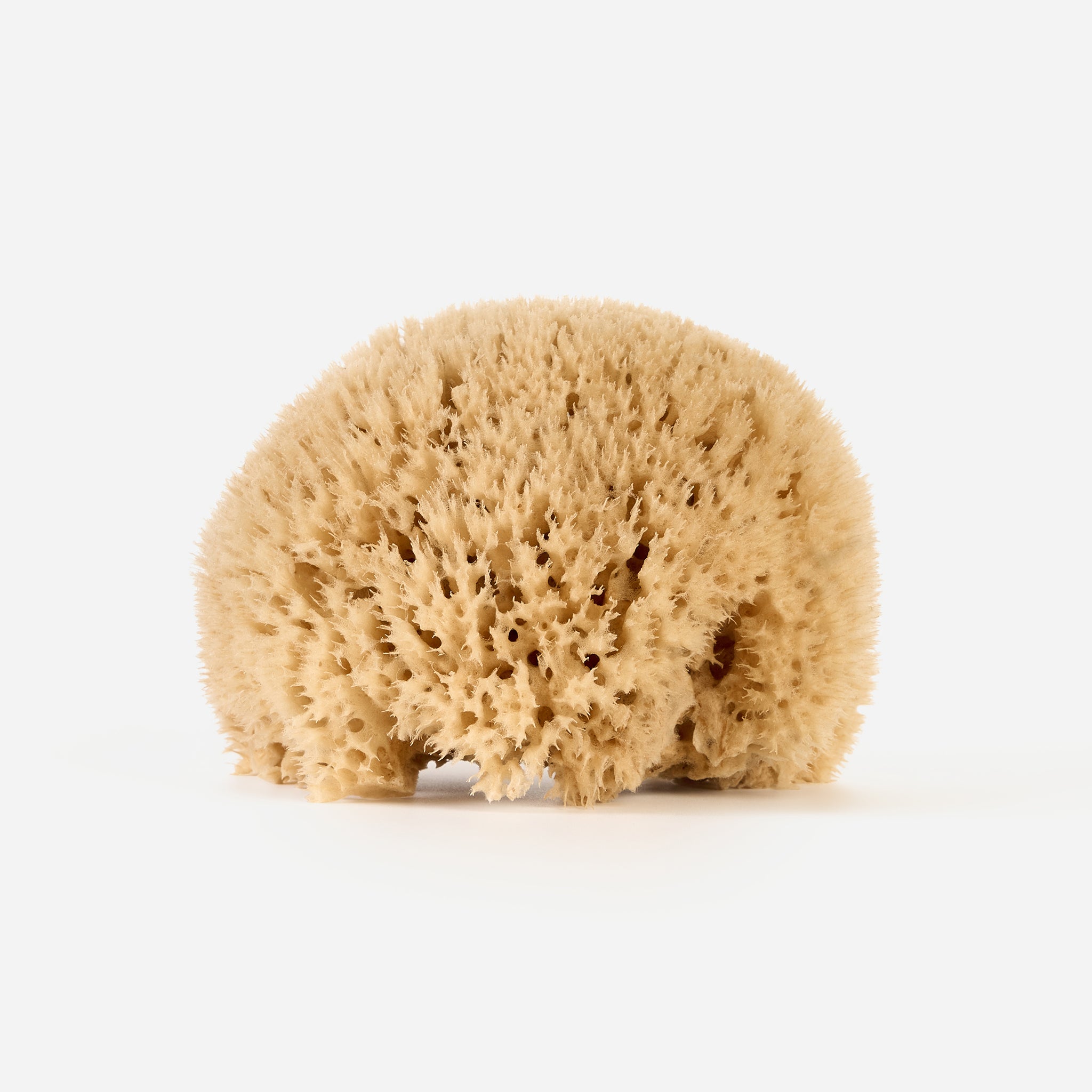 Single honeycomb sea sponge displayed on its own, emphasising its soft texture and sustainably handpicked form.