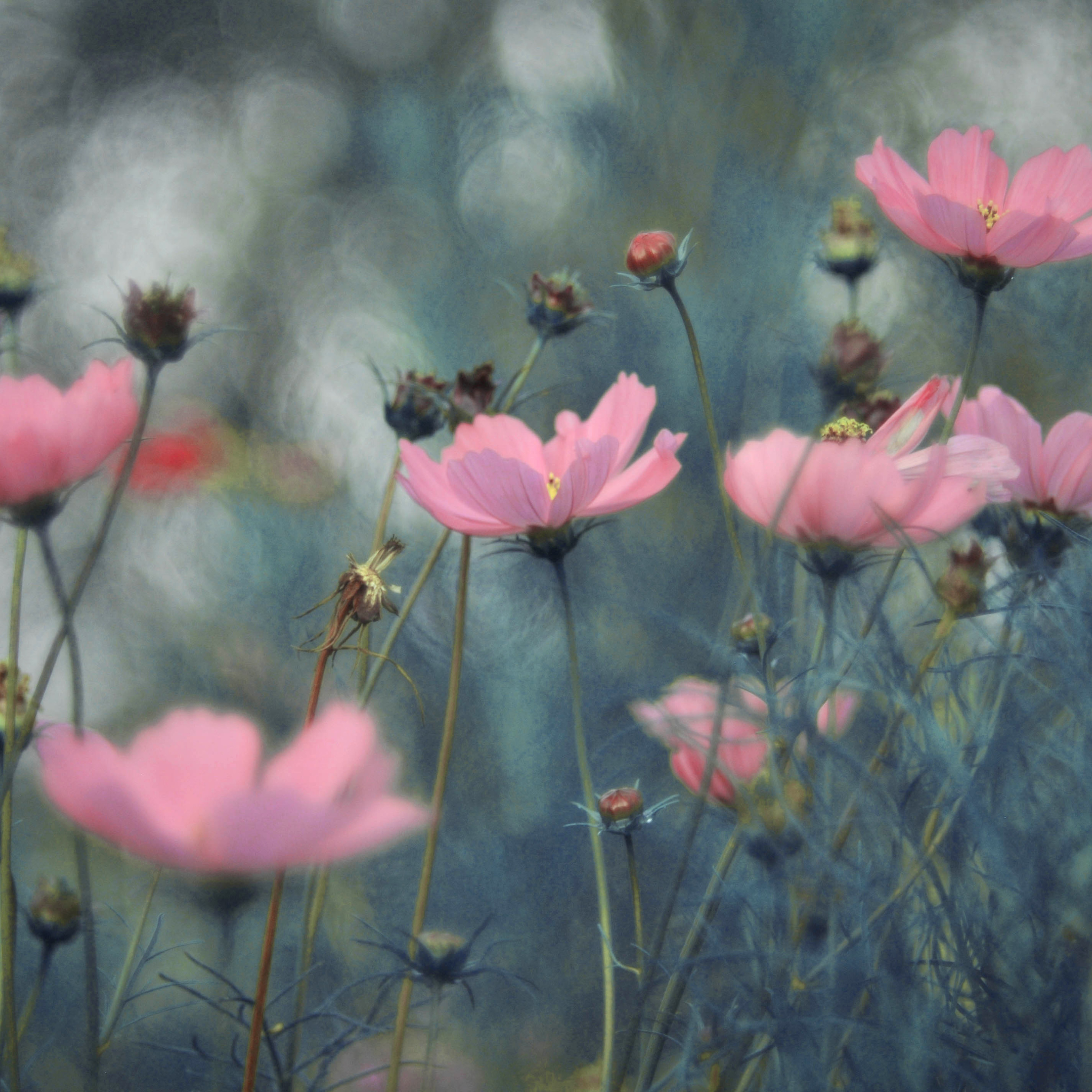 Floral & Calm – Nordic Soap Set with Oatmeal & Pink Clay