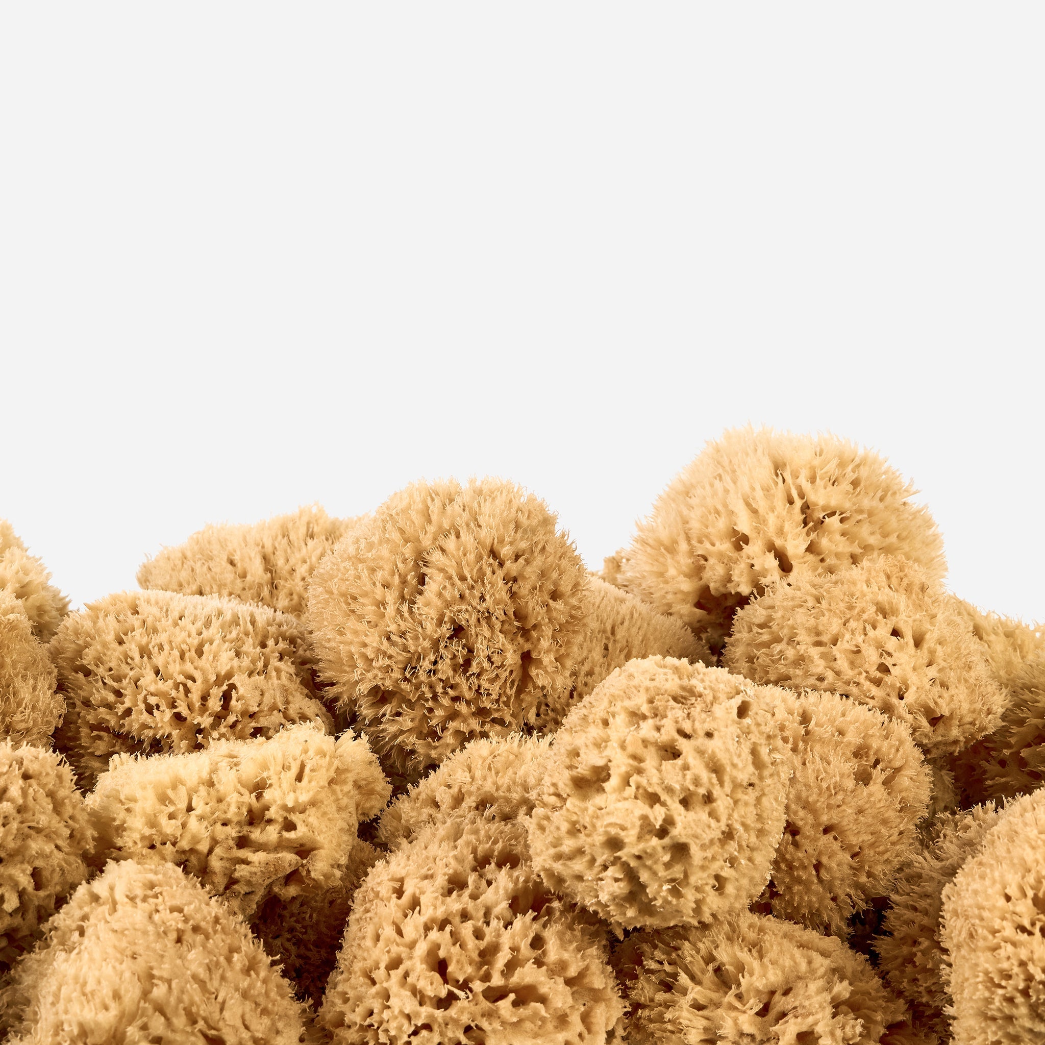 Why Natural Sea Sponges Vary in Size and Colour—And Why That’s a Good ...