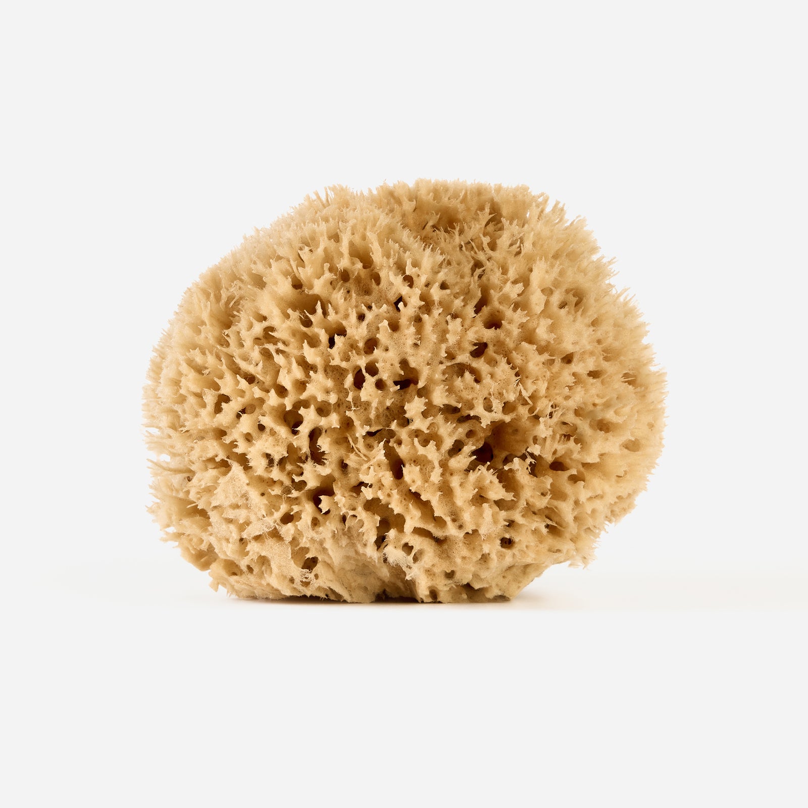 Natural sea sponge photographed individually to show its unique contours, ideal for gentle body cleansing and exfoliation.
