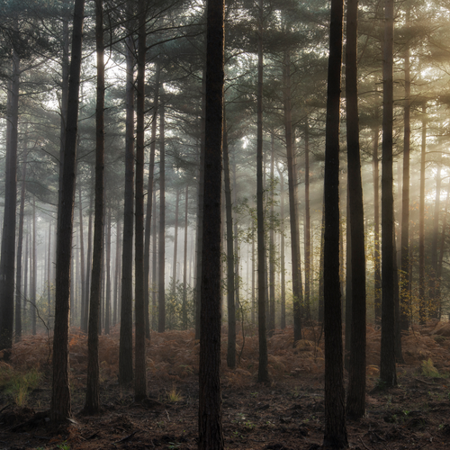 Earth & Smoke – Nordic Soap Set with Charcoal & Oatmeal