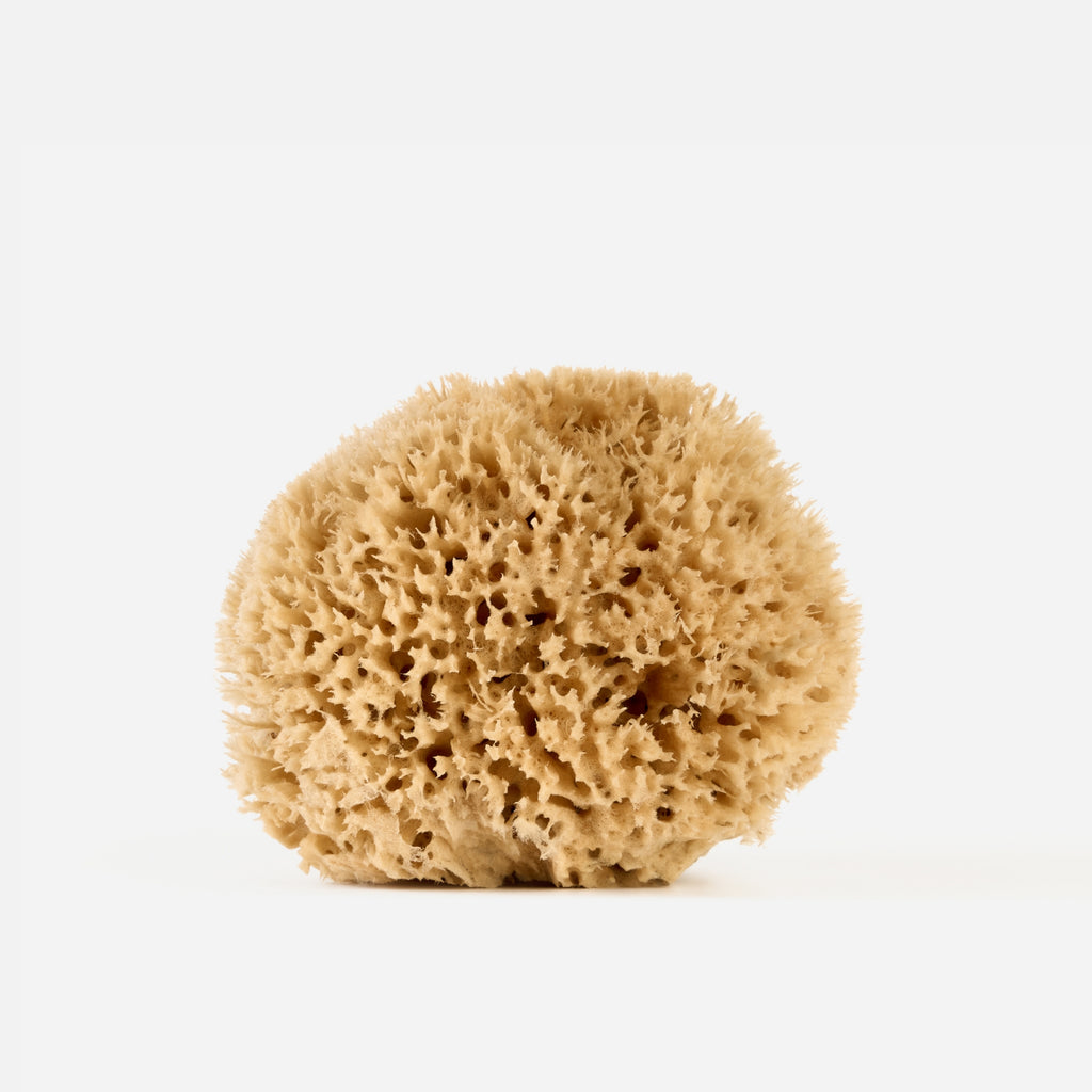 Honeycomb Sea Sponge – Natural Mediterranean Body Sponge